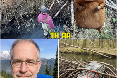 BREAKING: Retired Doctor Vanished from Mount Rainier, 4 Years Later They Find This in a Beaver Dam…